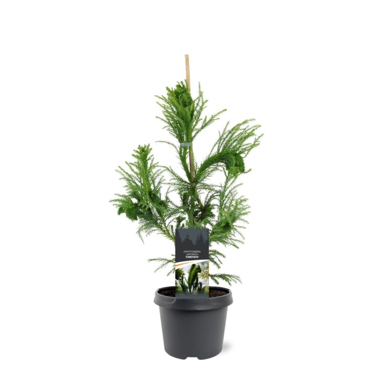 Cryptomeria-jap.-Cristata-C3-2.jpg