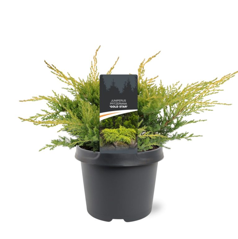 Juniperus-pfitzeriana-Gold-Star-C3-2.jpg