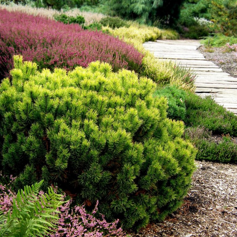 Pinus-mugo-Carstens-Wintergold.jpg
