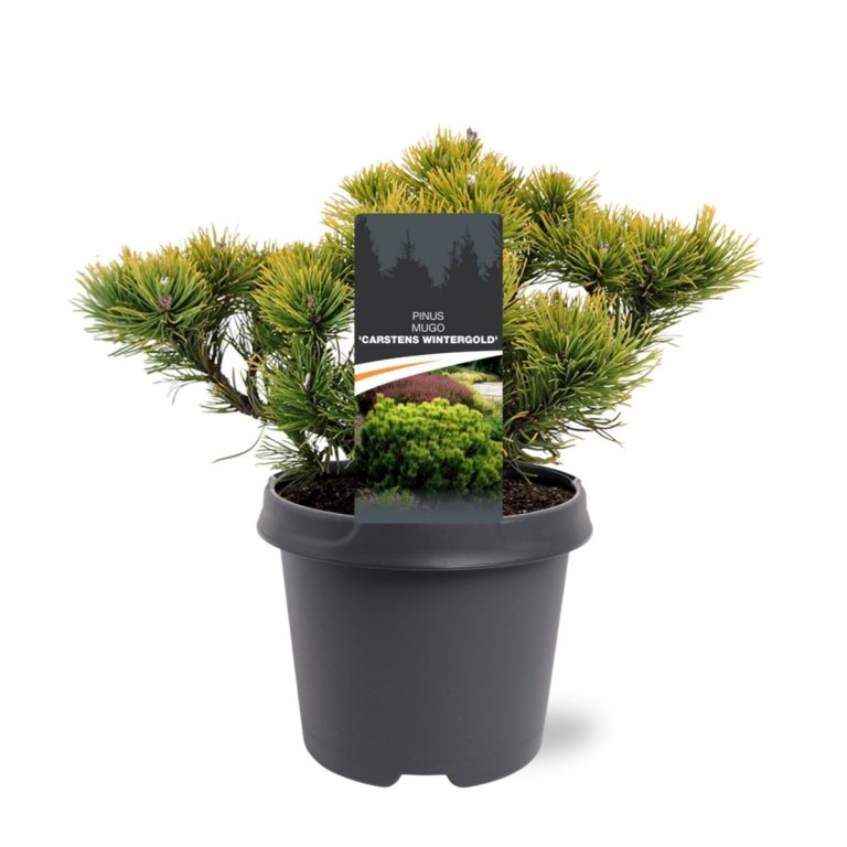 Pinus-mugo-Carstens-Wintergold-C5-2.jpg