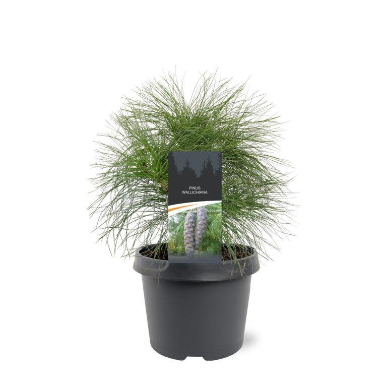 Pinus-wallichiana-C3-2.jpg