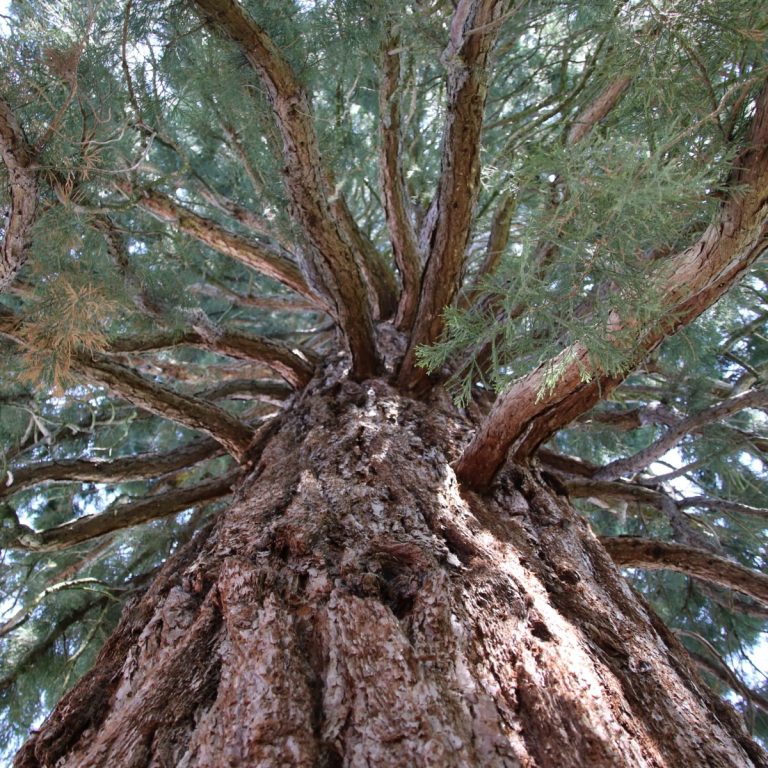 Sequiadendron-giganteum-stam-Wageningen-scaled.jpg