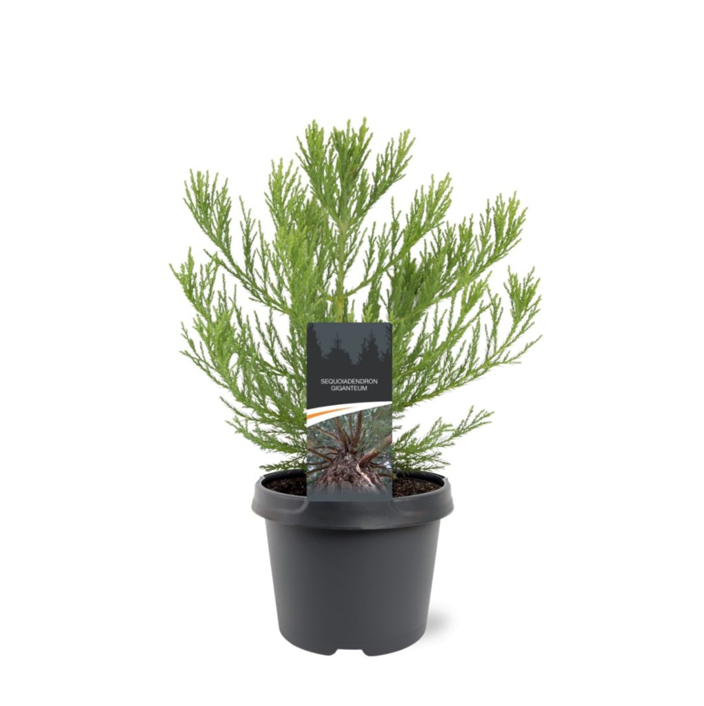 Sequoiadendron-giganteum-C3-2.jpg