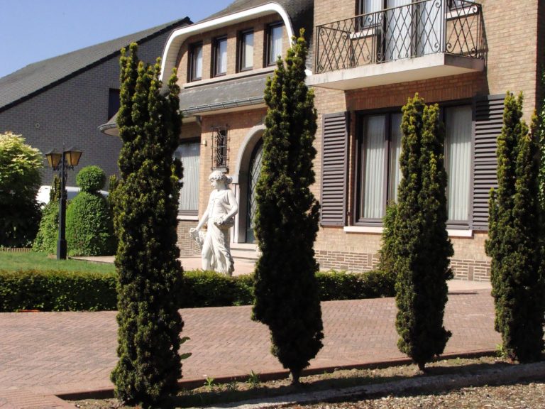 Taxus baccata Fastigiata Robusta, België