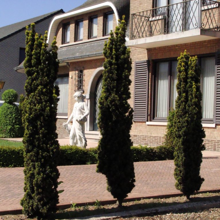 Taxus baccata Fastigiata Robusta, België