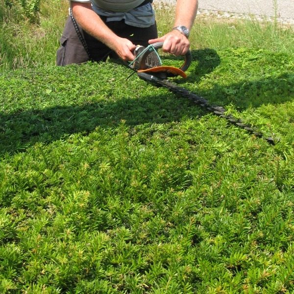 Bremmer-Boomkwekerijen-Snoeien-van-Taxus.jpg